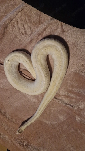 Königspython (Python Regius)