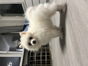 Zwergspitz Pomeranian Welpe 13 Wochen alt 