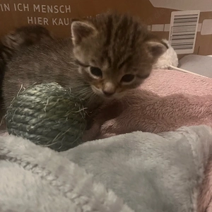 baby katzen  Bild 4