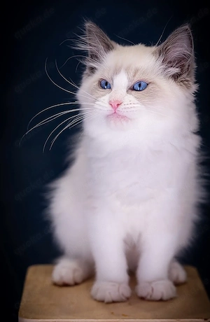 Ragdoll Katzen