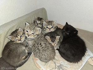 zauberhafte verschmuste traum baby Kätzchen 