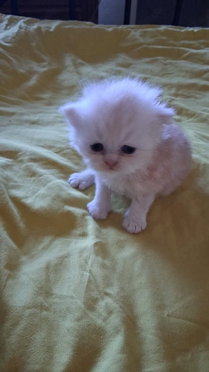 Perser Katze Babies Bild 2