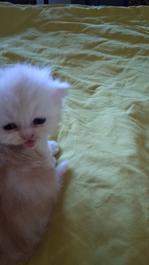 Perser Katze Babies Bild 3