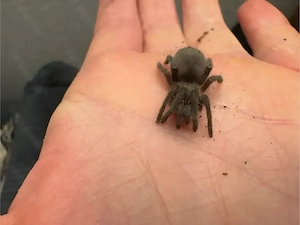 Vogelspinnen Eupalaestrus campestratus, weijenberghi und larae