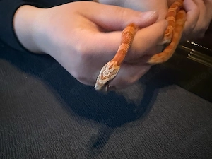 kornnattern abzugeben 