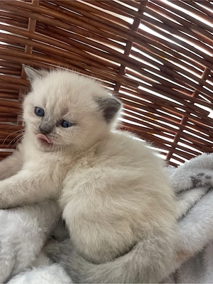  BKH Kitten weiblich   Blue Point & Silver Shaded   