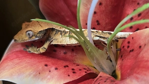 Kronengecko poss. Männchen