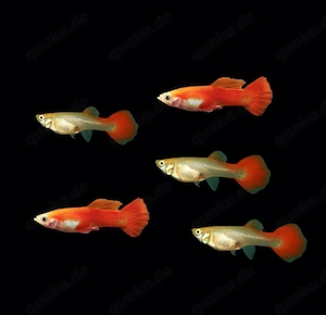 Guppy Red Blond Poecilia reticulata 