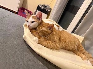 babykatzen zu verkaufen 