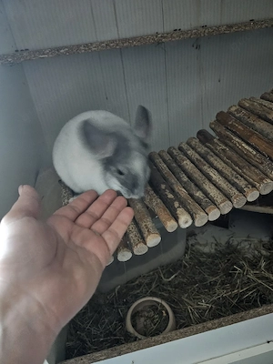 chinchilla mädchen 9 monate alt