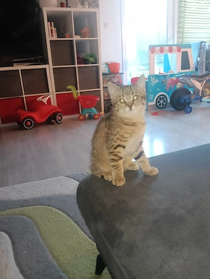 Katzenbabys europäisch Kurzhaar