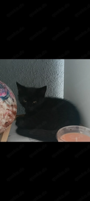 Katzenbabys europäisch Kurzhaar