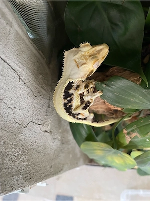 1.0 Kronengecko 2024