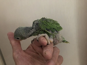 Halsbandsittich BABY