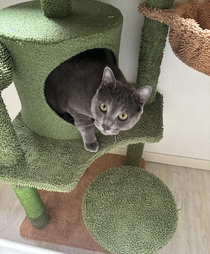     Verschmuster Russisch-Blau-Mix & sein bester Freund suchen Zuhause