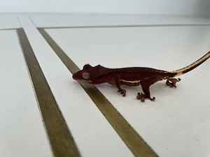 0.0.1 Kronengecko 2025