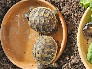 Griechische Landschildkröten 