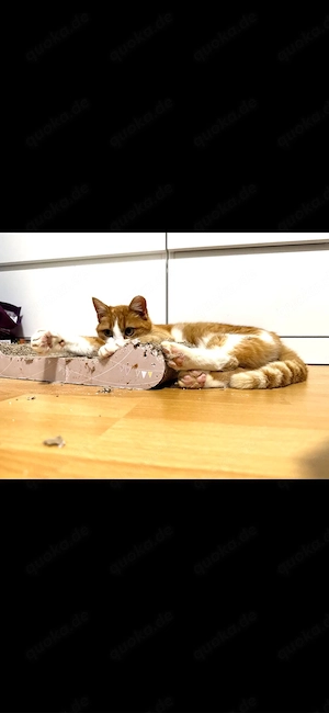 Tierschutz - ruhige Katzendamen suchen ein Zuhause