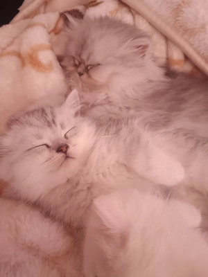 Kätzchen in gute hände abzugeben