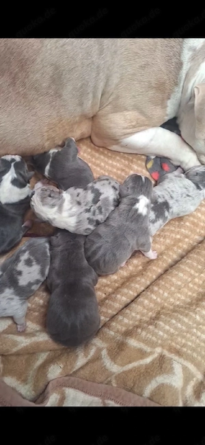 Reinrassig American Bully Welpen suchen ihr neues Zuhause