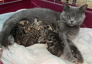 Bengal BKH Mix Kitten Katzenbabys