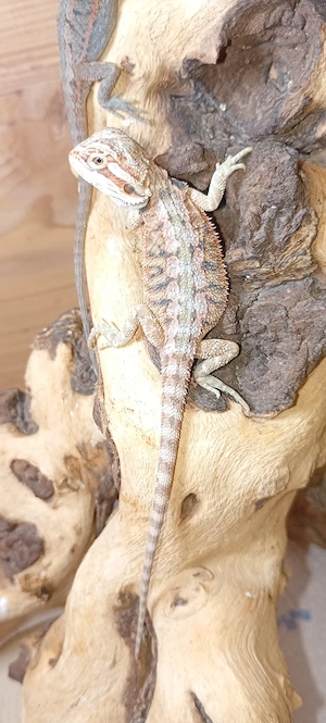 Bartagame (Wildfarben Classic) mit Orange-Anteilen & tollem Muster  Pogona vitticeps