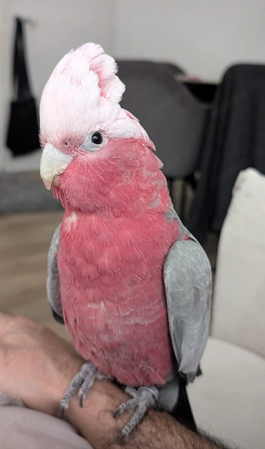 Rosakakadu Weibchen Kiki 