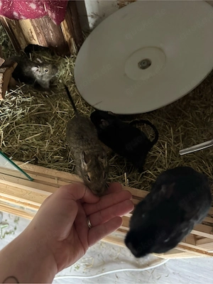 4 Degu mädels mit käfig+ zubehör oder nur die tiere Bild 5
