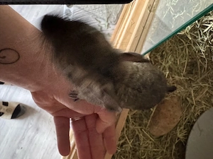 4 Degu mädels mit käfig+ zubehör oder nur die tiere Bild 3