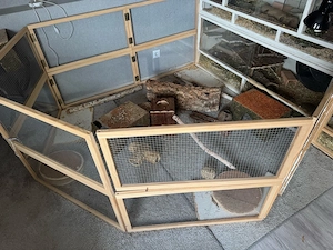 4 Degu mädels mit käfig+ zubehör oder nur die tiere Bild 2