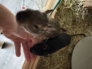 4 Degu mädels mit käfig+ zubehör oder nur die tiere Bild 4