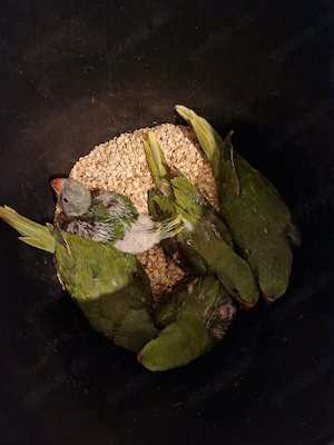 Hallo gebe Große Alexandersittiche ab