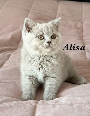 Britisch Kurzhaar Kätzchen (lilac) mit Stammbaum sucht liebevolles Zuhause