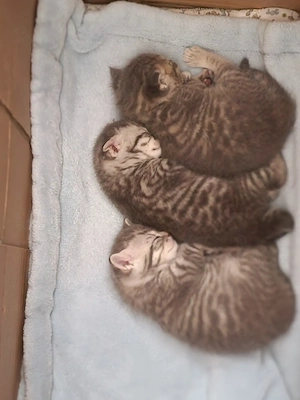 3 Kitten Britisch Kurzhaar Mischling 