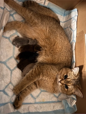 BHK Kitten zu verkaufen Vorankündigung