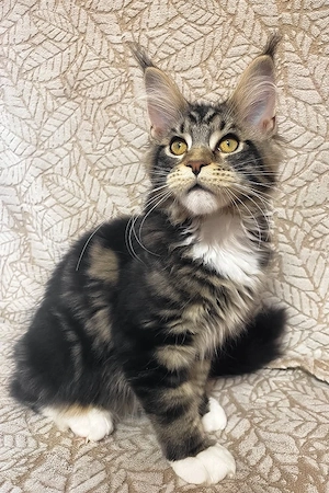 Bezaubernder, 4 Monate alter Maine-Coon-Kater sucht ein liebevolles Zuhause für immer.   