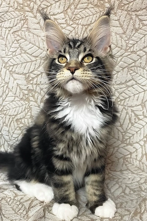 Ein hübscher, 4 Monate alter Maine-Coon-Kater sucht ein liebevolles Zuhause für immer bei einer fürs