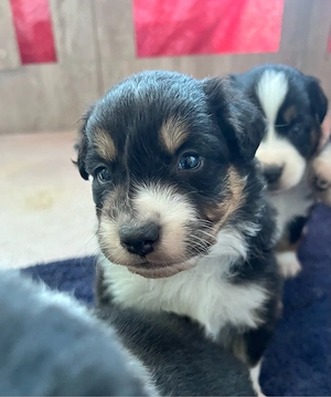 Australian Shepherd Welpe Black Tri