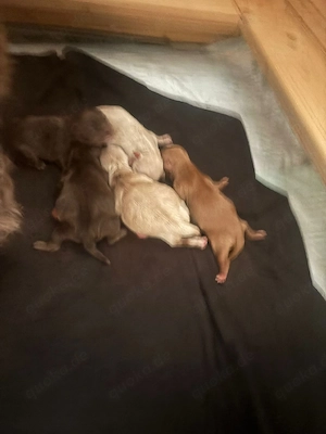 Bolonka zwetna welpen