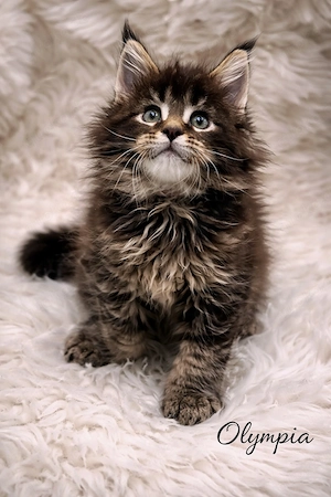 Wunderschönes *Typvolles X*l Maine Coon Coonie Mädchen mit Stammbaum