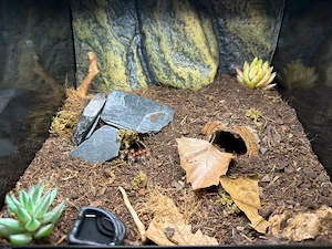 Brachypelma Harmorii Jungtier