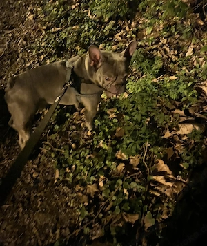 Französische Bulldogge Rüde