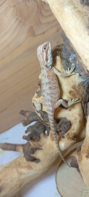 Bartagame (Wildfarben Classic) mit Orange-Anteilen & tollem Muster  Pogona vitticeps