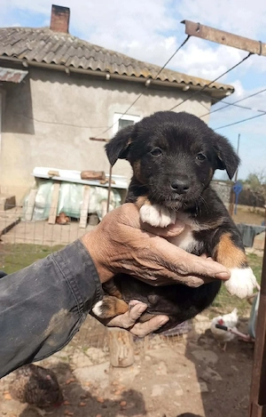 Kleiner Theo sucht liebevolles Zuhause 