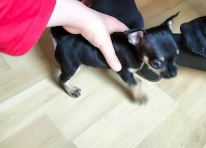 Chihuahua Mini