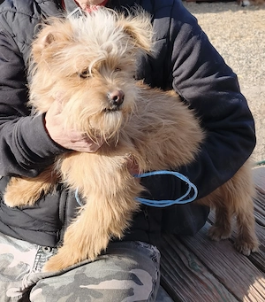 Sissi - kleine Kämpferin sucht ihr Zuhause für immer