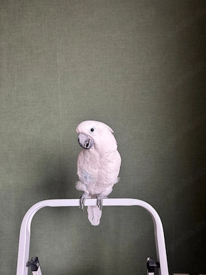 Weißhaubenkakadu Zeus (3 Jahre)   zahm & verschmust   nur in liebevolle Hände abzugeben