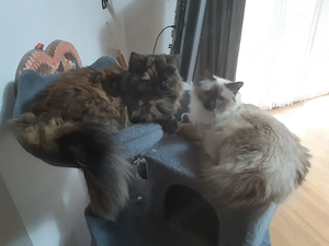 " Kuschelmonsterchen "