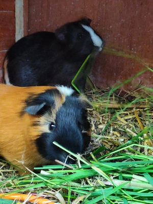 Süße pflegeleichte Meerschweinchen 