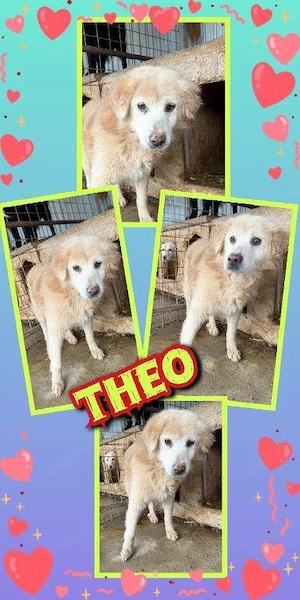 Hundeopi "Theo" sucht ein liebevolles neues Zuhause